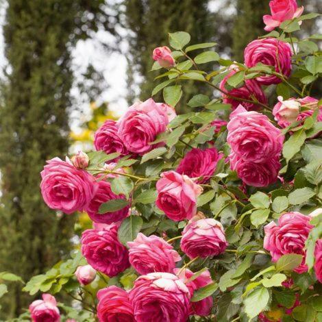 Bed and Breakfast Chez Fleur Avignon Exterior foto